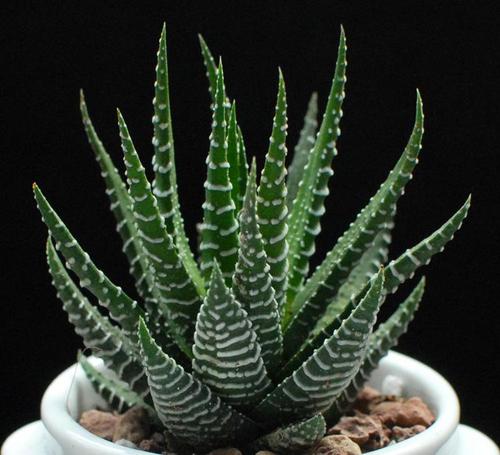肉肉迷你植物 条纹十二卷 多肉植物盆栽花卉 桌面室内绿植小盆景