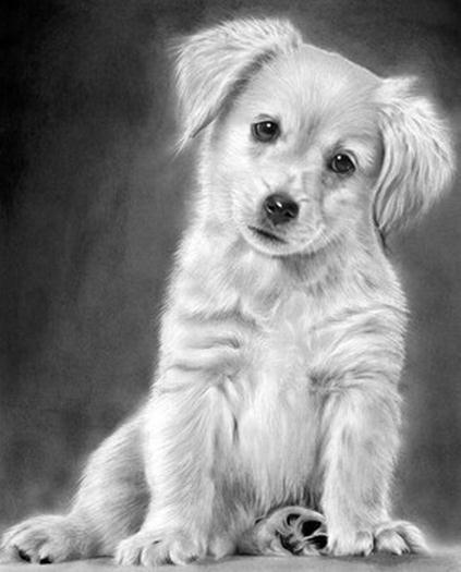 狗狗铅笔画素描图片作品