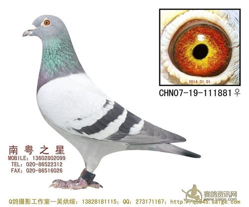 广州大名家-南粤之星罗剑星,2013-19-205245雌,鸽子一