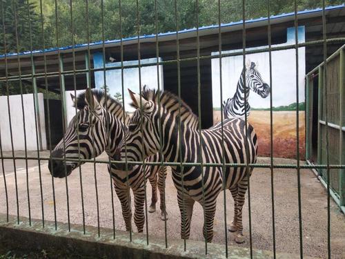 广西梧州太和花园动物园随拍,好多动物哟