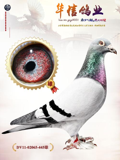 戈马力原舍"020"曾孙