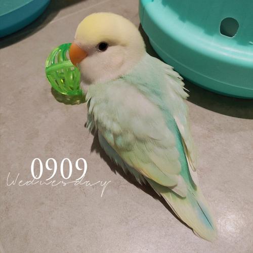 牡丹鹦鹉宝宝小仙女薄荷来啦_牡丹_牡丹鹦鹉_宠物