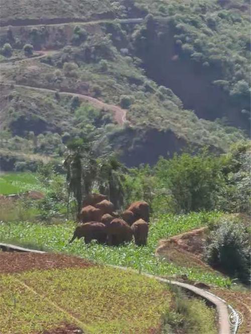 北移象群"转场"了,目前进入峨山县大龙潭乡!