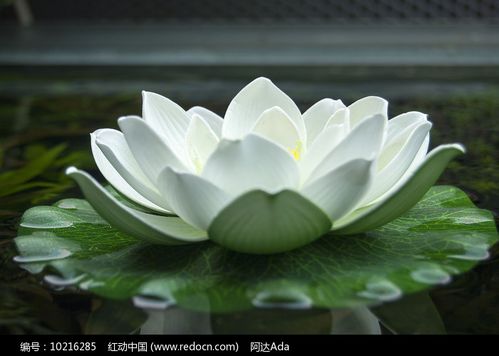 白色荷花开花图