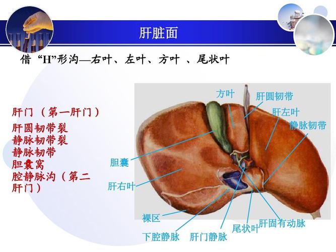 肝固有动脉 尾状叶