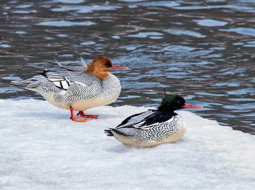 中华秋沙鸭的迁徙