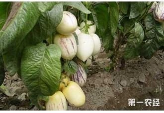 人参果的育苗技术和病虫害防治