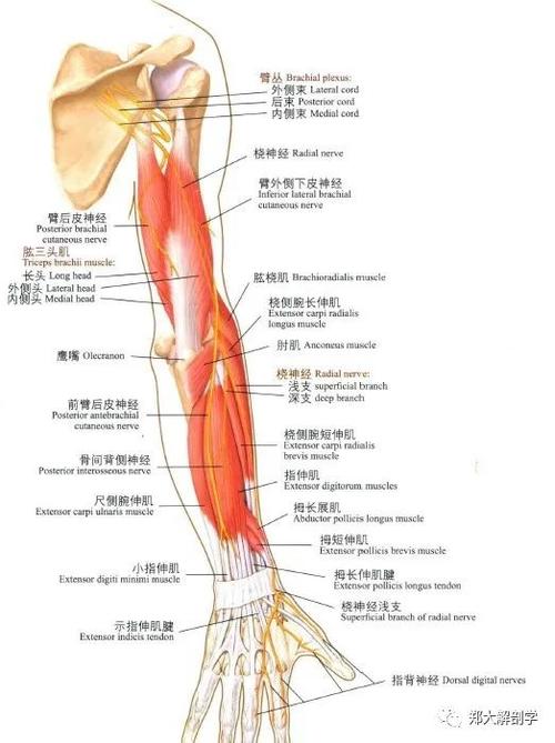 桡神经卡压查体及治疗定位