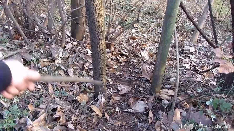 荒野求生实用的野鸡兔子脖套陷阱