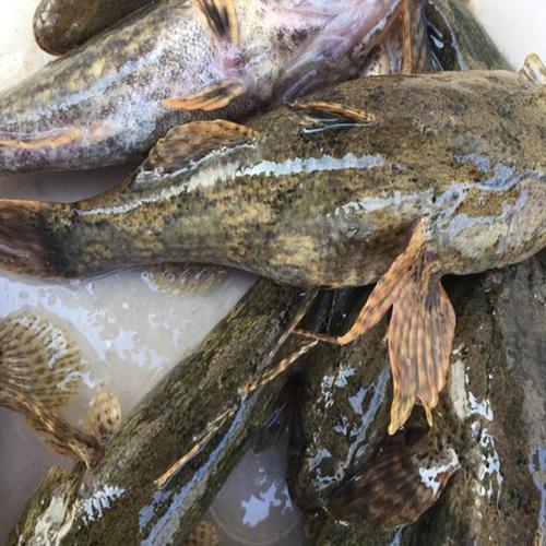 虎头野生野生虎新鲜呆子子鱼沙塘笋壳土憨500g淡水鱼类