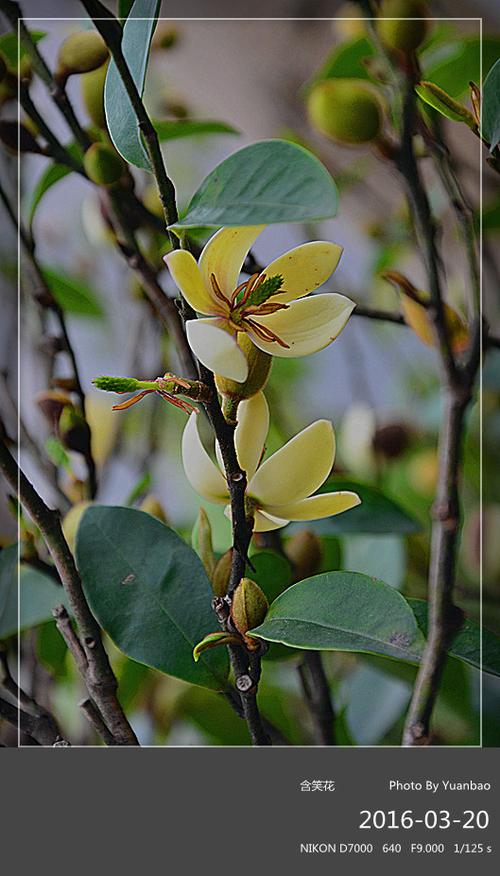 【原创摄影】元宝的花卉系列(149)------含笑花