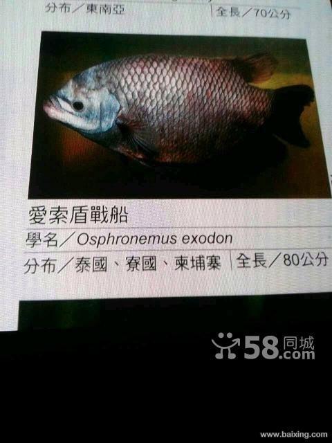 爱索顿野生战船体长40多厘米,天下少有