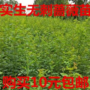 出售实生根无刺蔷薇苗人参根 棒棒糖树月季欧月嫁接砧木树桩