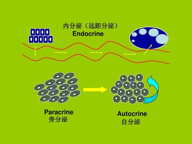 内分泌(远距分泌) endocrine paracrine 旁分泌 autocrine 自分泌