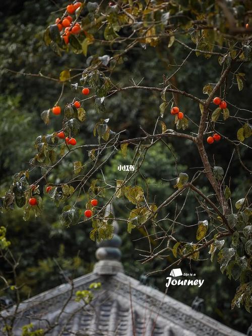 广州从化桂峰村柿子_柿子_秋天去哪玩_ 流溪河源头(桂峰村李花观赏点)