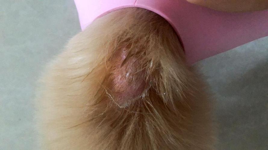 讨论狗狗真菌感染