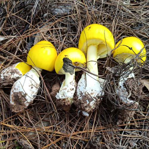 野生云南鹅蛋菌黄罗伞菌干货100克特产蘑菇黄鸡枞香菇