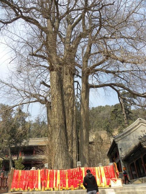 再游潭柘寺