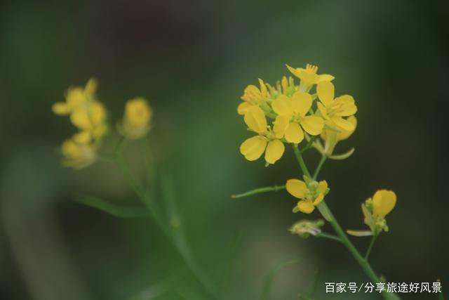 春暖花开,家乡油菜花正盛开,美极了
