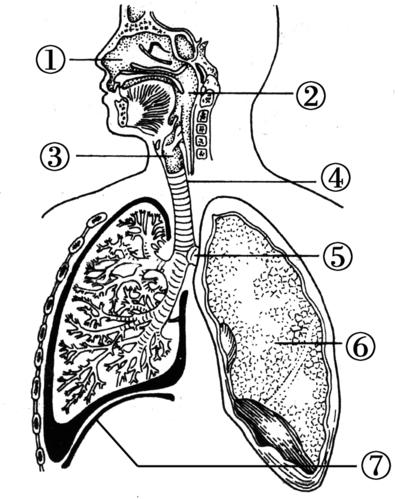 呼吸系统结构图简笔画