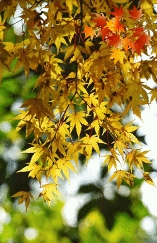 风中秋叶告诉你