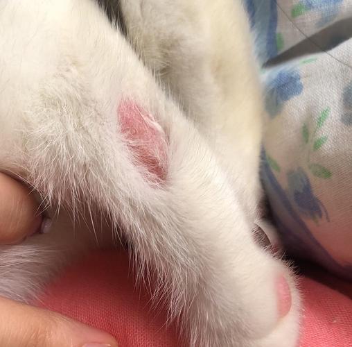 【日记】小可怜耳螨和猫癣都得了,记录她的恢复过程.