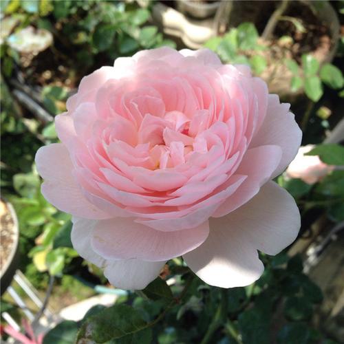 瑞典女王,蔷薇属月季栽培品种.花径8cm