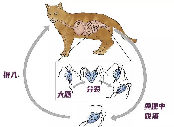 所以治疗过程中可定期重复检查粪便.