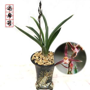 墨兰达摩爪