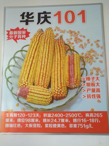 高产,抗旱,玉米新品种,华庆101