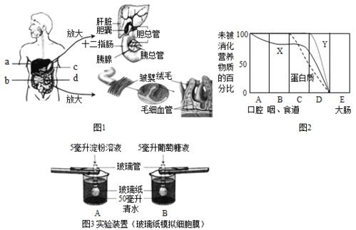 图2为淀粉,脂肪和蛋白质在消化道中消化过程示意图