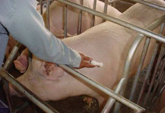 母猪怀孕70天,流出自色物体带有淡淡红色,体温39°没有食欲请问怎样