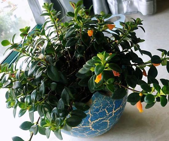 养金鱼吊兰盆栽切记此要求叶片油绿瓦亮开花真漂亮