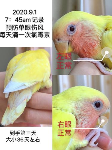 牡丹鹦鹉成长,单眼伤风治疗记录,第三天