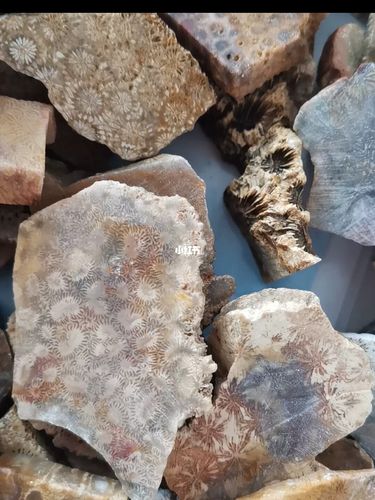 珊瑚玉_珊瑚_石头公园_家居家装_家居装饰