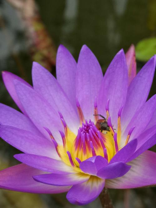 紫色睡莲的花语是梦幻,纯洁和好运,有着高洁,淡薄和高尚的精神品质.
