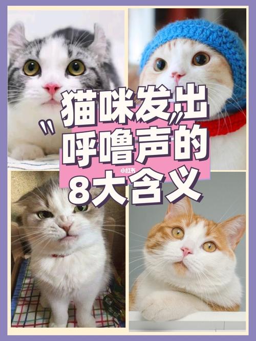 猫咪发出"呼噜声"的8大含义,你知道几个_猫咪_铲屎官