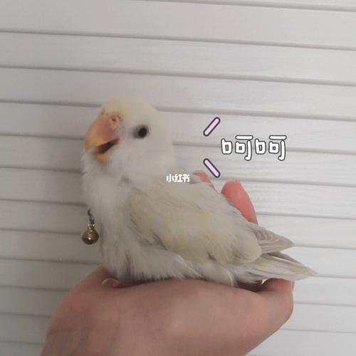 表情包_鹦鹉_宠物_宠物其他