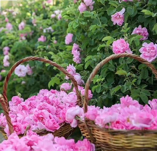 天台也有大马士革玫瑰花种植园了,这个夏天,让玫瑰花带给您满满的幸福