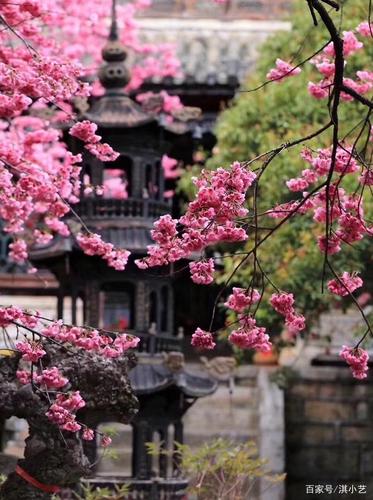 人间四月芳菲尽,山寺桃花始盛开