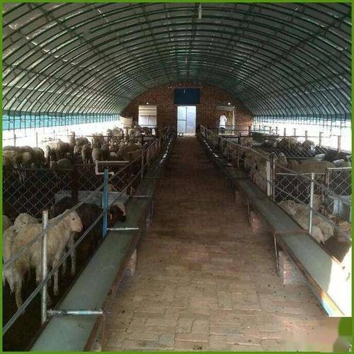 100只养羊棚设计图?羊舍怎么搭建