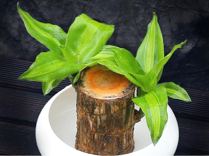 巴西木的养殖方法和注意事情有哪些