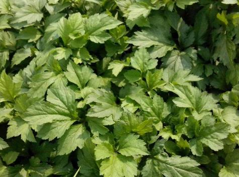 珍珠菜图片功效与作用潮汕珍珠菜图片