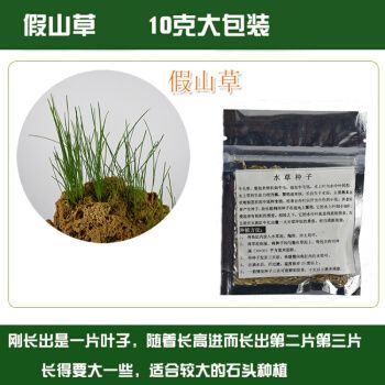 上水石植物假山草籽吸水石奇石盆景铺面种子景观奇花异草绿植种籽