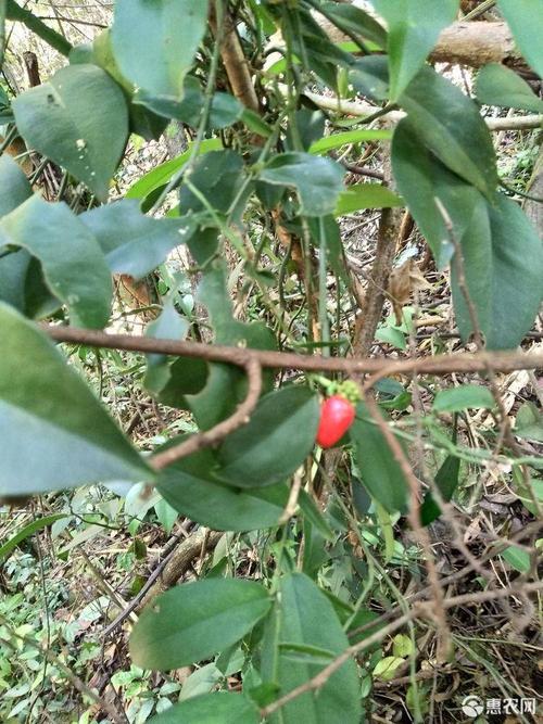 络石藤 纯*生石楠藤