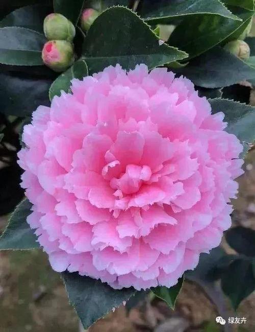 中国茶花吧 最红最艳的茶花品种