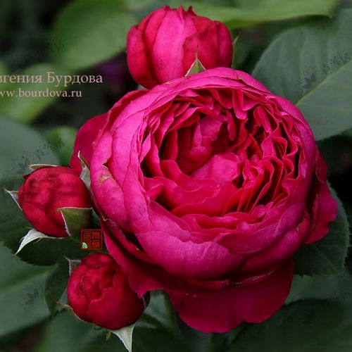 t19阿斯科特欧洲月季苗盆栽1加仑盆栽灌木混合玫瑰香花开持久