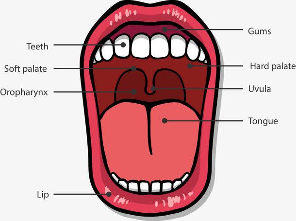 口腔结构图矢量素材