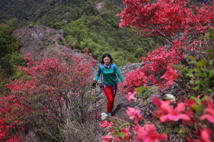 2020年4月58号大雷山赏杜鹃花