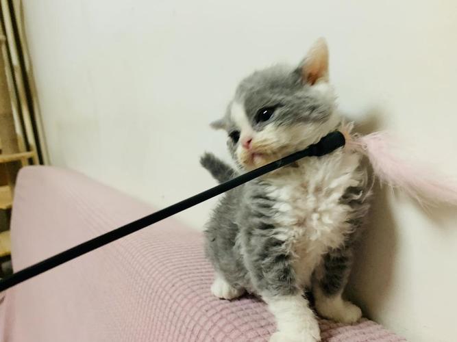 猫中泰迪赛凯卷毛猫找新家